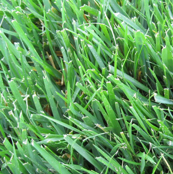 Tall Fescue grass